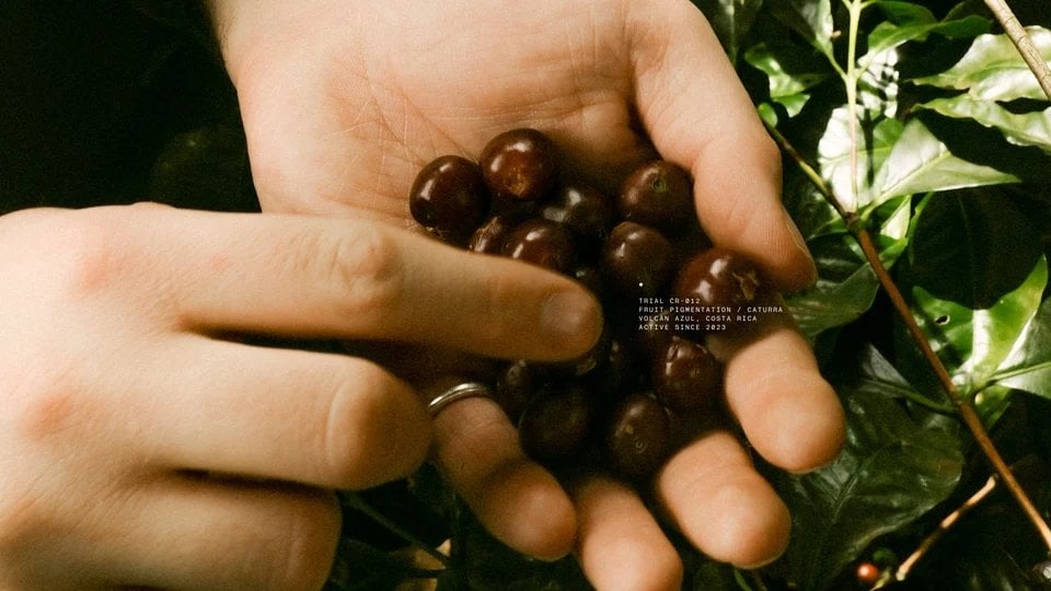 POMA Coffee Research